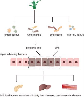 Gut microbiota: The key to the treatment of metabolic syndrome in traditional Chinese medicine – a case study of diabetes and nonalcoholic fatty liver disease